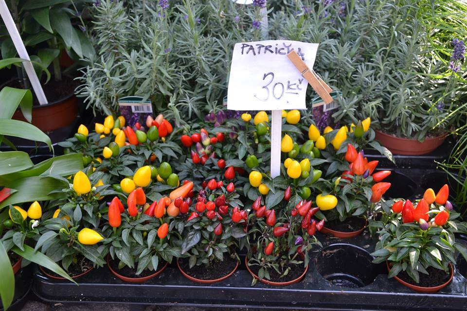 Farmers-Market-Prague-Vegetables-1