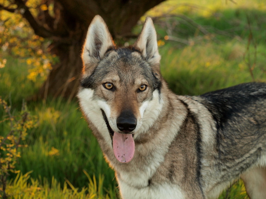 Dog-Park-Tres-Bohemes