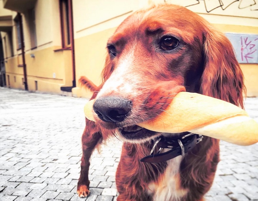 The Bread Eating Dogs of the Czech Republic