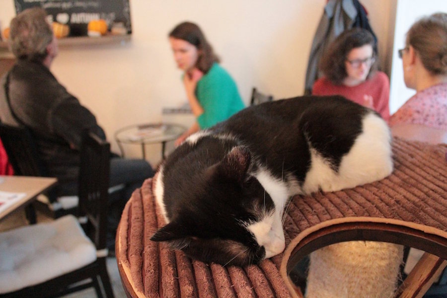 Cat-Cafe-Prague-Tres-Bohemes