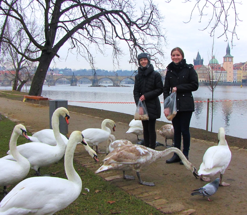 tres-bohemes-feeding-swans