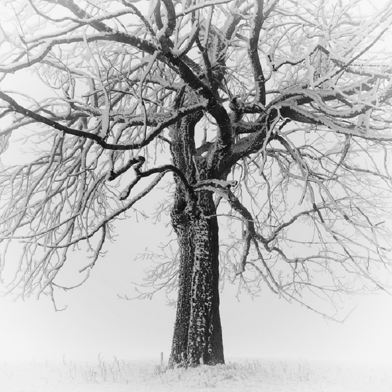 Daniel_Řeřicha-Winter_Wonderland_13