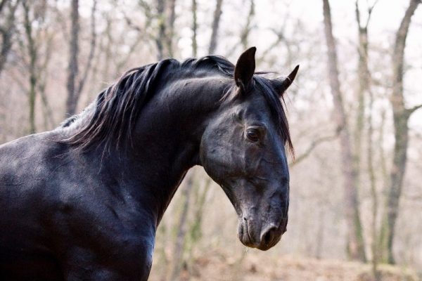 Kladruber_Czech_Horse_TresBohemes