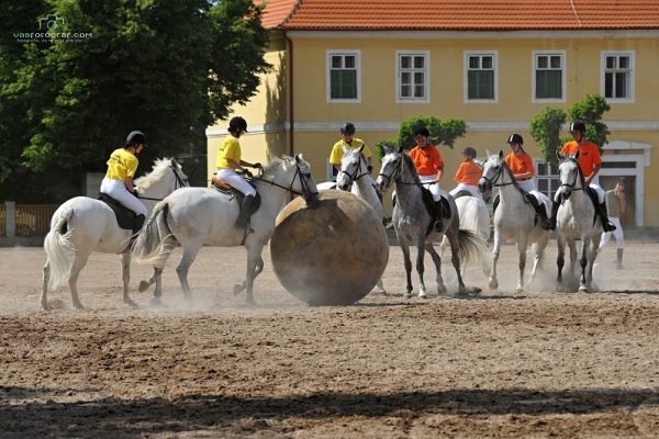 Kladruber_Czech_Horse_TresBohemes