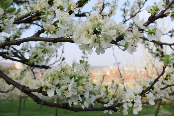 The-Blossoming-Trees-of-Petřín-Tres-Bohemes