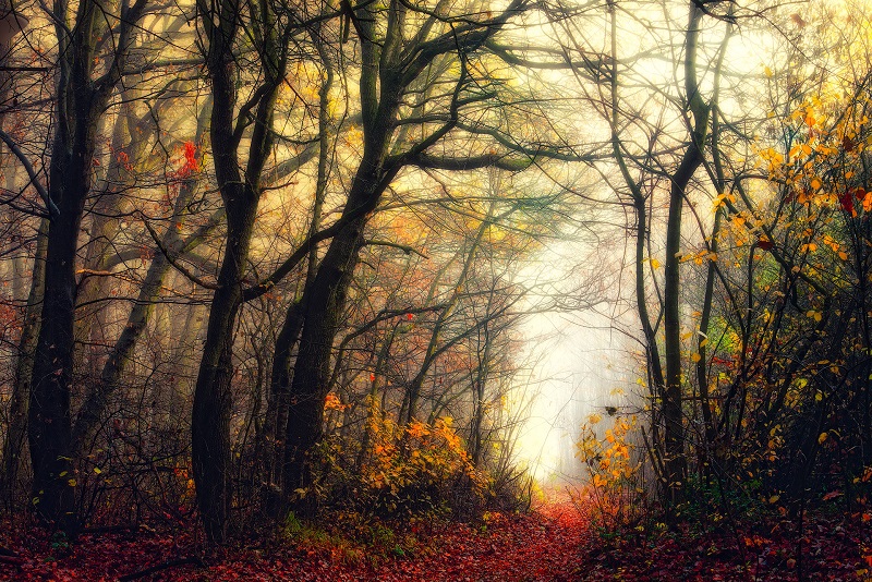 Walking-the-Foggy-Paths-in-a-Czech Forest-Janek-Sedlar