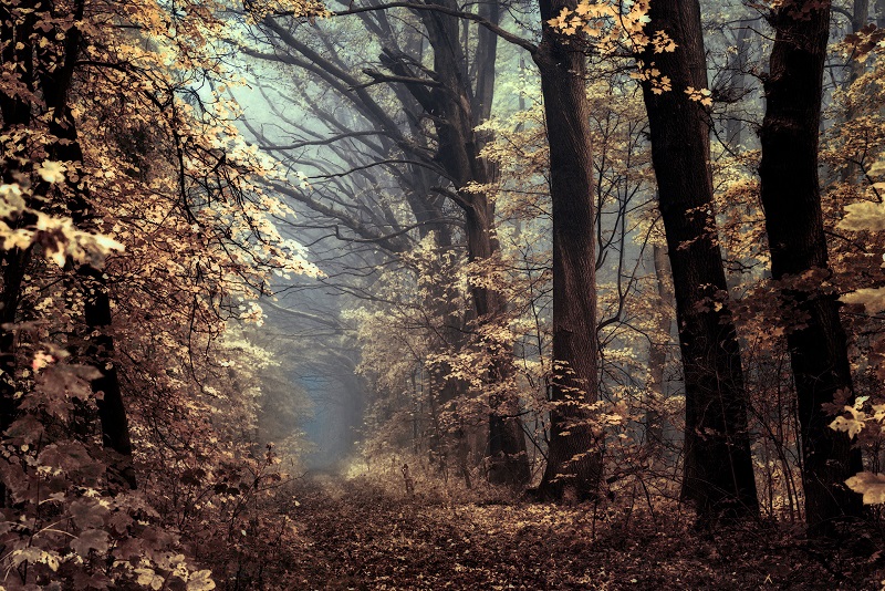 Walking-the-Foggy-Paths-in-a-Czech Forest-Janek-Sedlar