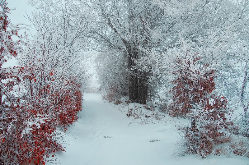 Walking-the-Foggy-Paths-in-a-Czech Forest-Janek-Sedlar