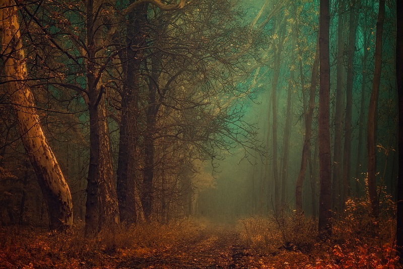 Walking-the-Foggy-Paths-in-a-Czech Forest-Janek-Sedlar