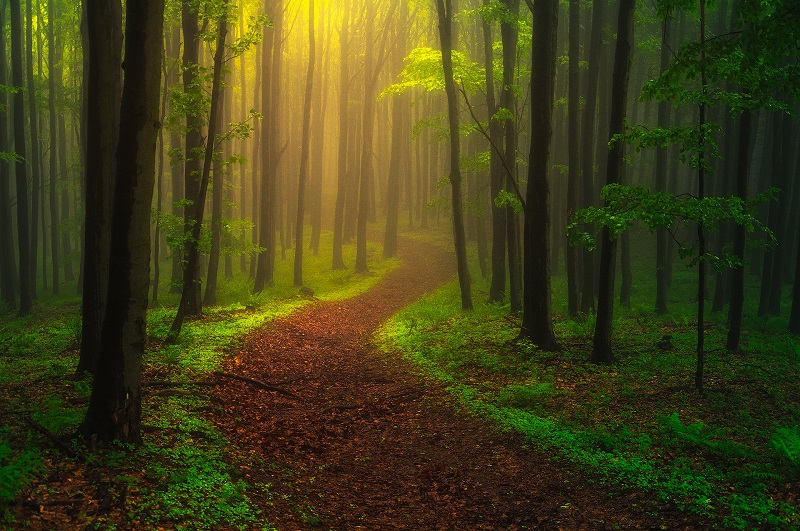 Walking-the-Foggy-Paths-in-a-Czech Forest-Janek-Sedlar