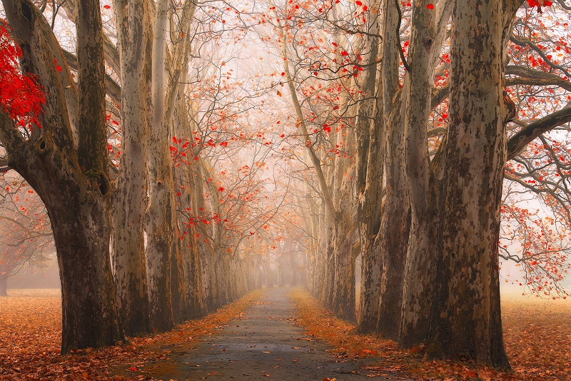 Walking-the-Foggy-Paths-in-a-Czech Forest-Janek-Sedlar