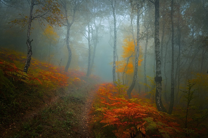 Walking-the-Foggy-Paths-in-a-Czech Forest-Janek-Sedlar