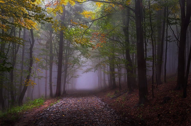 Walking-the-Foggy-Paths-in-a-Czech Forest-Janek-Sedlar