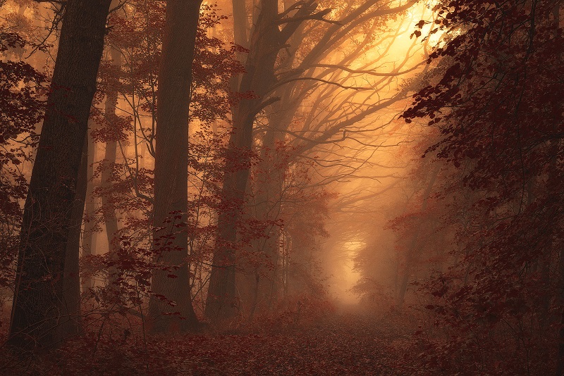 Walking-the-Foggy-Paths-in-a-Czech Forest-Janek-Sedlar
