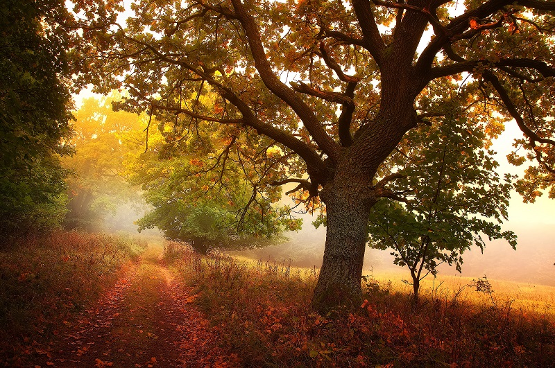 Walking-the-Foggy-Paths-in-a-Czech Forest-Janek-Sedlar