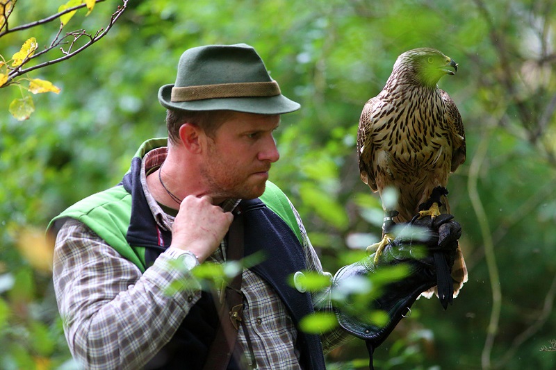 Czech Falconers and Their Timeless Tradition of Falconry