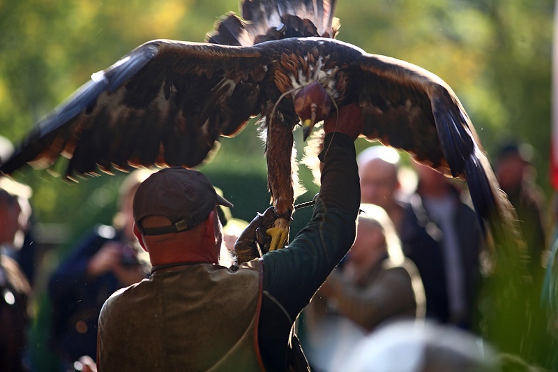 Czech Falconers and Their Timeless Tradition of Falconry