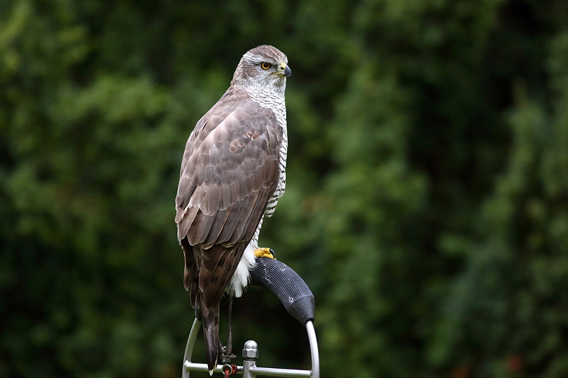 Czech Falconers and Their Timeless Tradition of Falconry