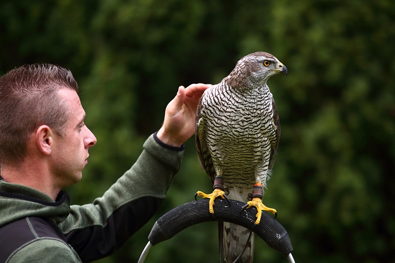 Czech Falconers and Their Timeless Tradition of Falconry