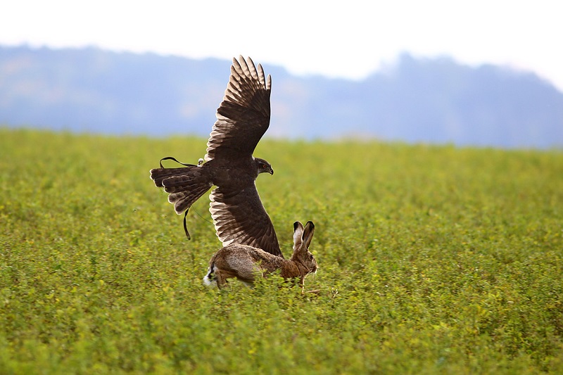 Czech Falconers and Their Timeless Tradition of Falconry