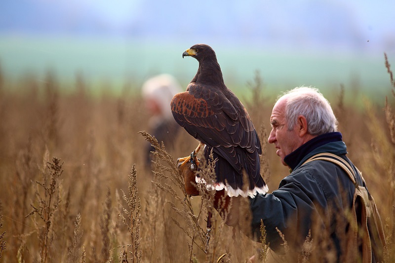 Czech Falconers and Their Timeless Tradition of Falconry