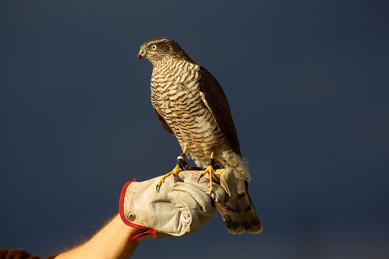 Czech Falconers and Their Timeless Tradition of Falconry