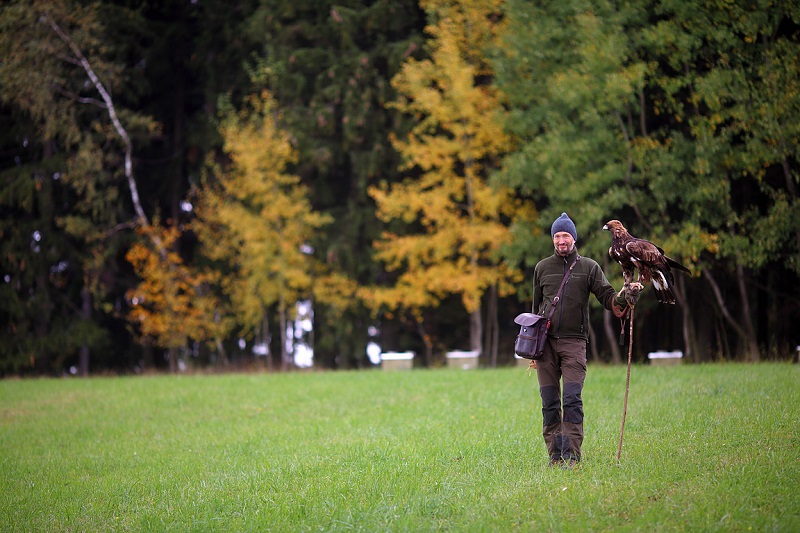 Czech Falconers and Their Timeless Tradition of Falconry
