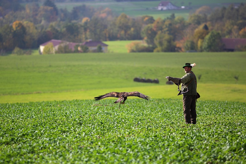 Czech Falconers and Their Timeless Tradition of Falconry