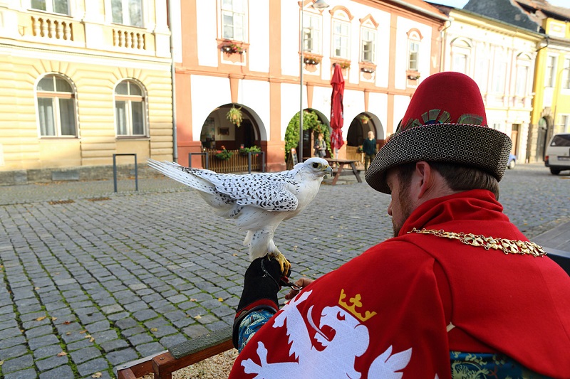 Czech Falconers and Their Timeless Tradition of Falconry
