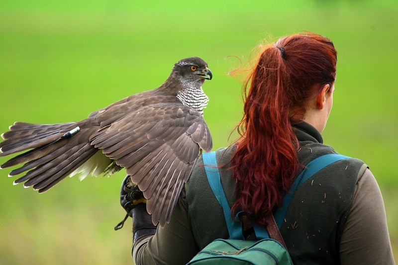 Czech Falconers and Their Timeless Tradition of Falconry