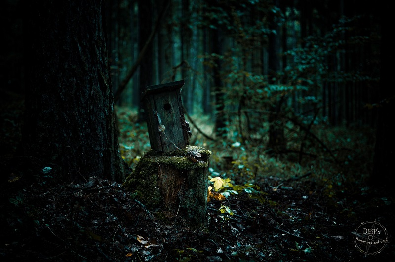 Fairytale Foggy Forests of the Czech Republic