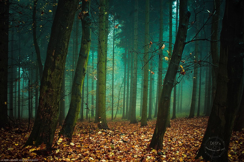 Fairytale Foggy Forests of the Czech Republic
