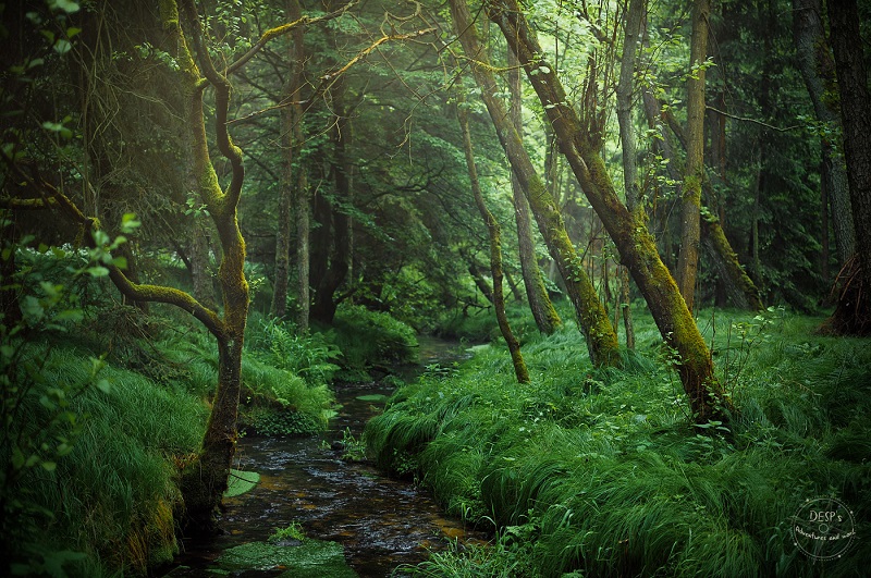 Fairytale Foggy Forests of the Czech Republic