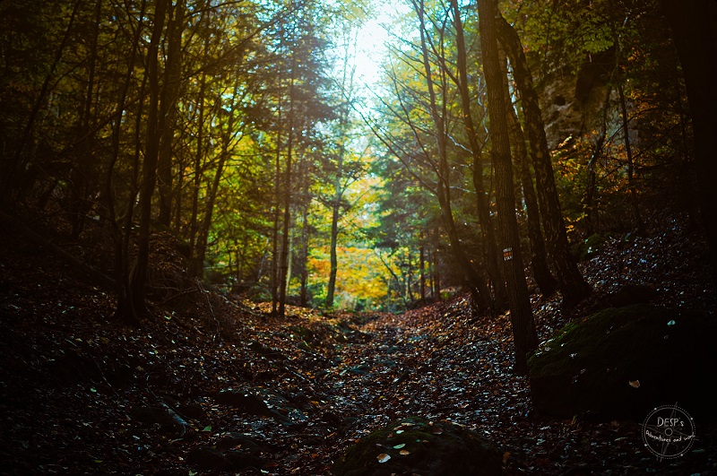 Fairytale Foggy Forests of the Czech Republic