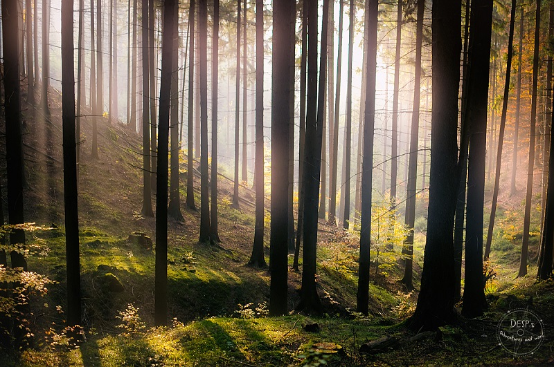 Fairytale Foggy Forests of the Czech Republic