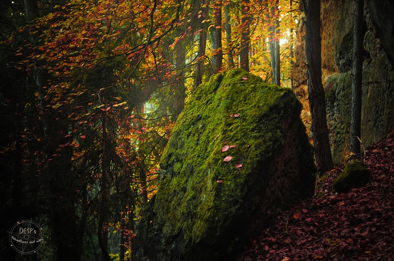 Fairytale Foggy Forests of the Czech Republic