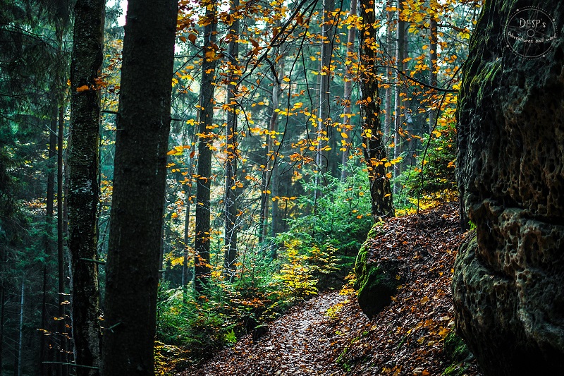 Fairytale Foggy Forests of the Czech Republic