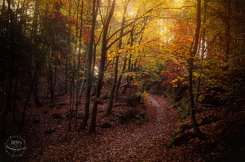 Fairytale Foggy Forests of the Czech Republic