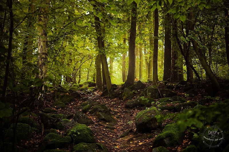 Fairytale Foggy Forests of the Czech Republic