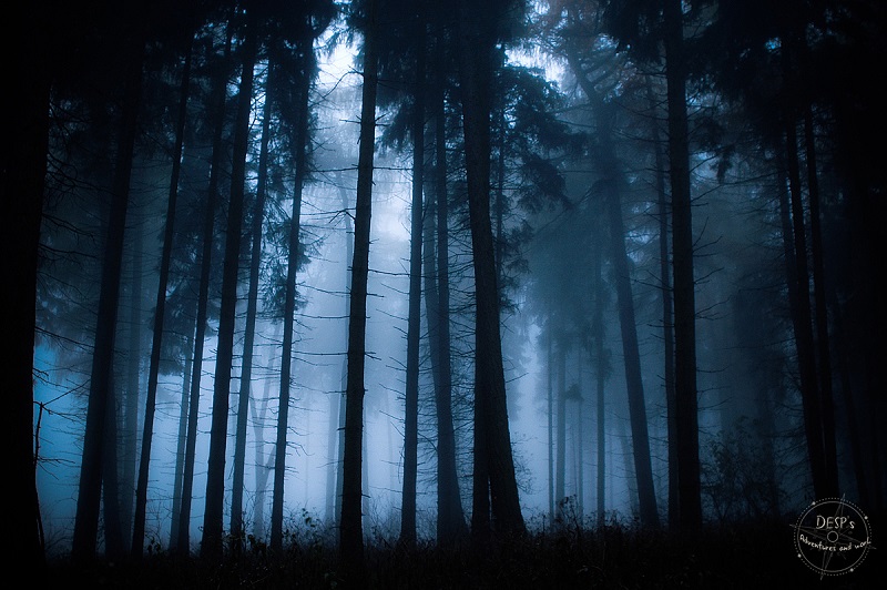 Fairytale Foggy Forests of the Czech Republic