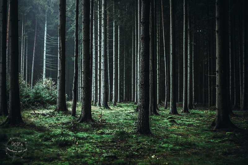 Fairytale Foggy Forests of the Czech Republic