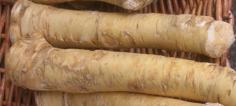 Horse Radish Culture in Bohemia