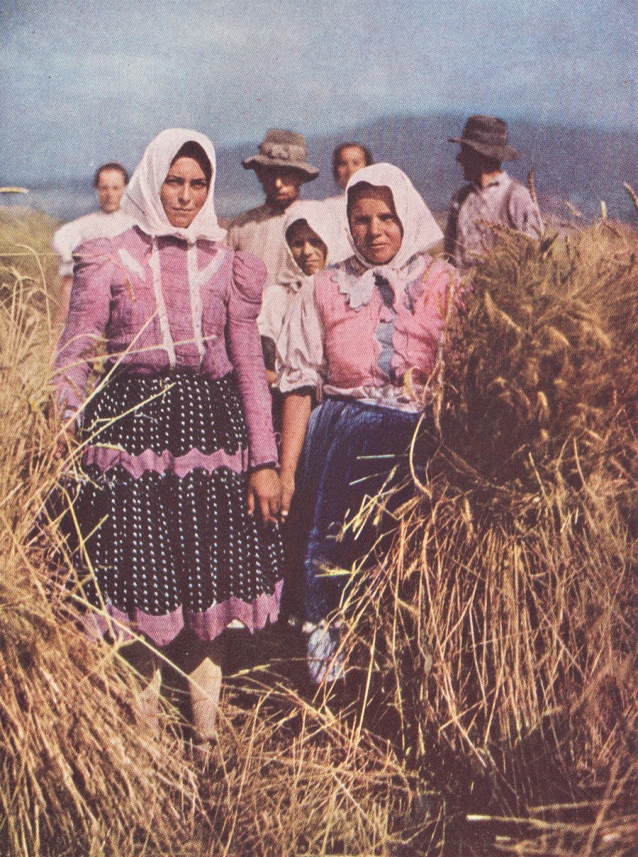 MEN SWING THEIR SCYTHES AS WOMEN TIE THE SHEAVES.