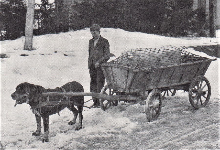 TO MARKET NEAR AUSTERLITZ GOES A FAT PIG IN A DOGCART