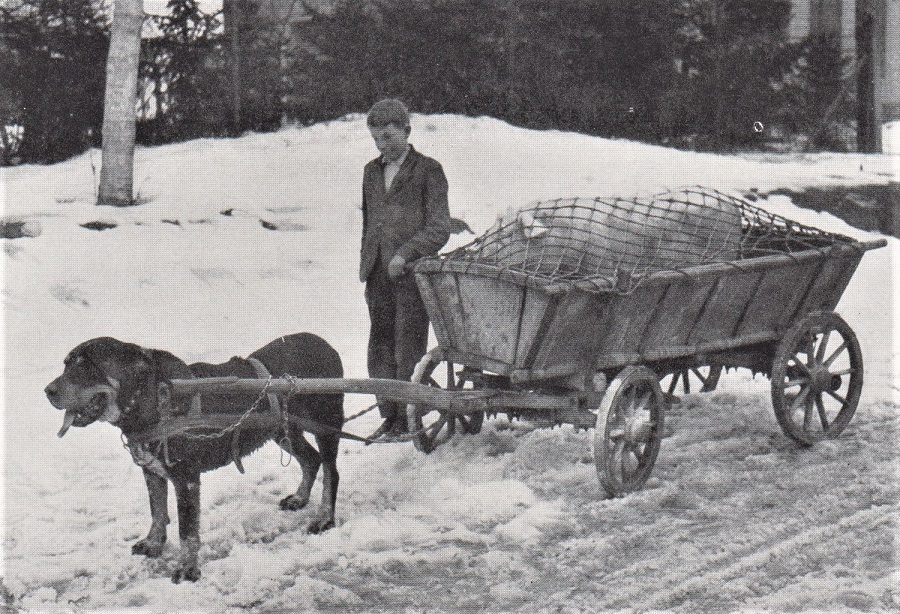 TO MARKET NEAR AUSTERLITZ GOES A FAT PIG IN A DOGCART 