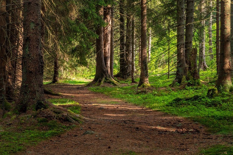 Šumava in 1929 - The Enchanted Forest