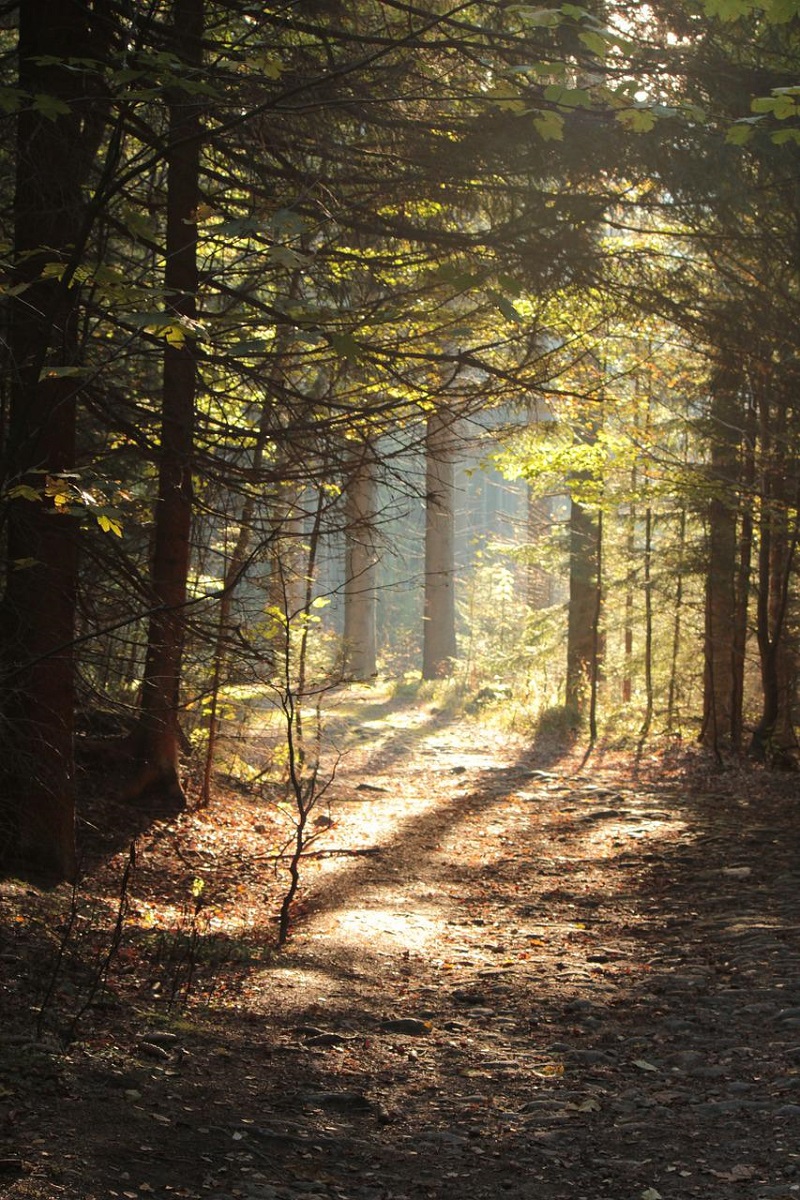 Šumava in 1929 - The Enchanted Forest