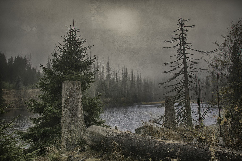 Šumava in 1929 - The Enchanted Forest