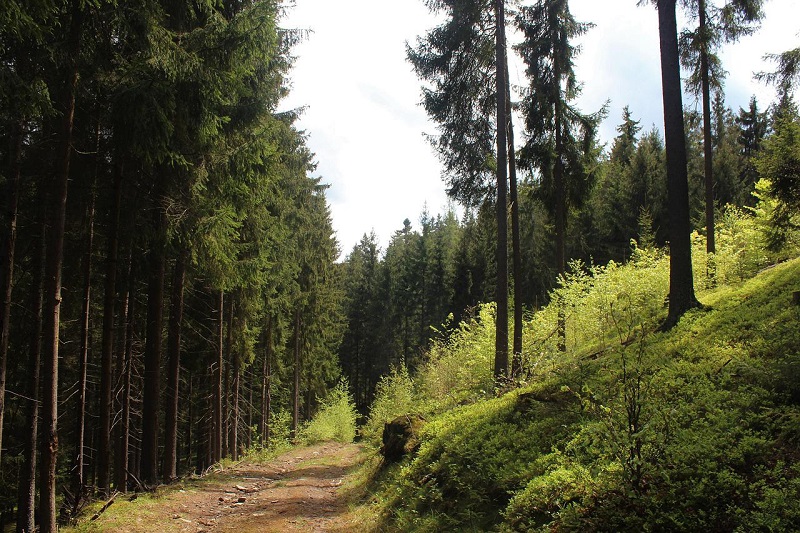 Šumava in 1929 - The Enchanted Forest