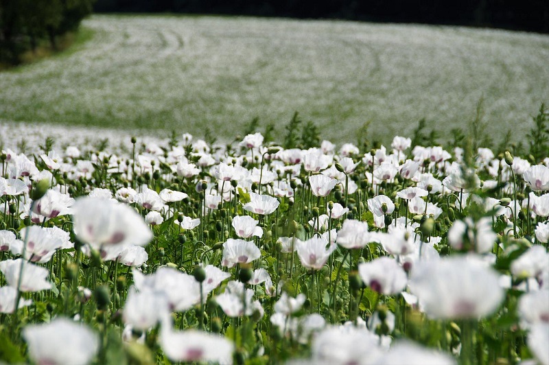 Czechs and their Poppy Seeds